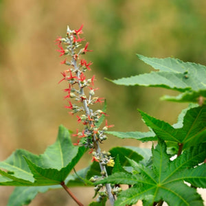 Castor Oil